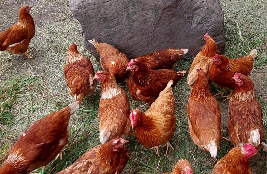 heiglerhof-steinegg-suedtuerol-(10)