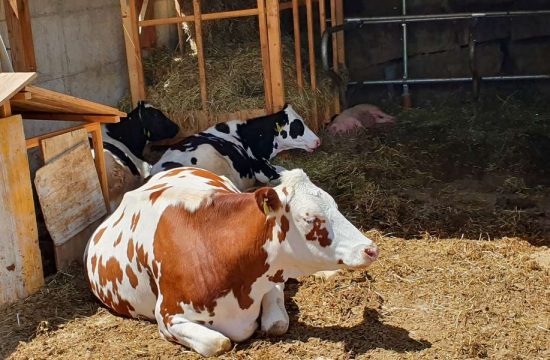 heiglerhof-steinegg-suedtuerol (5)